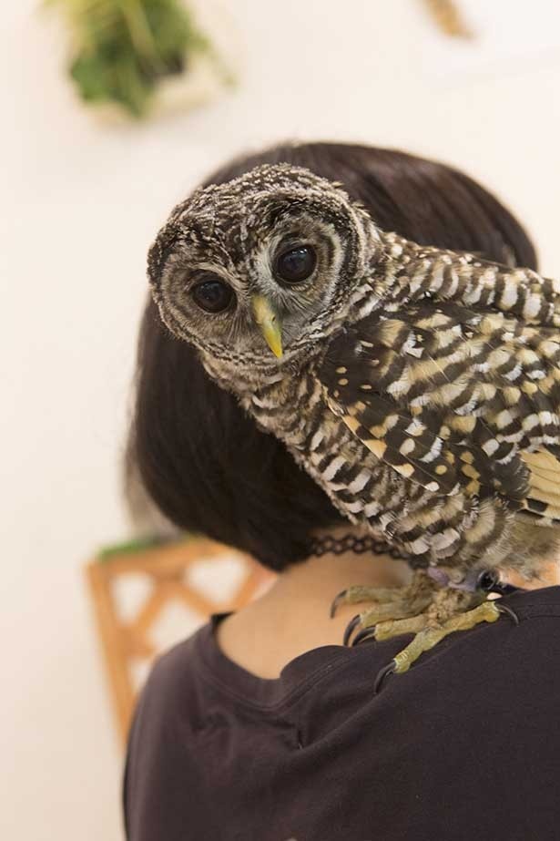 いけふくろうカフェのフクロウは、ツメを整えているため安心安全