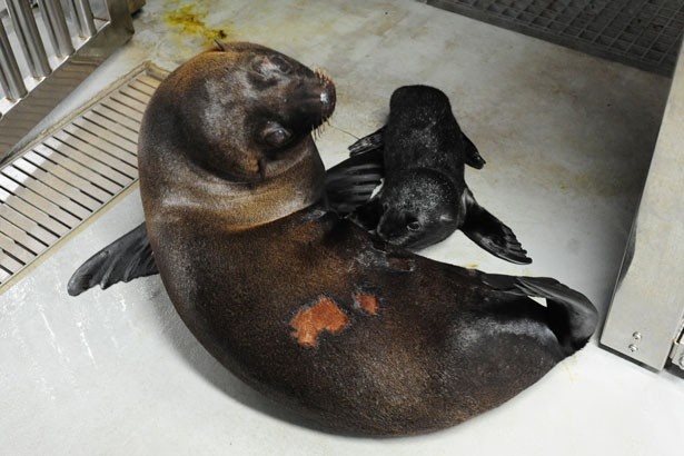 京都水族館に貴重なオットセイの赤ちゃんが2頭誕生！｜ウォーカープラス