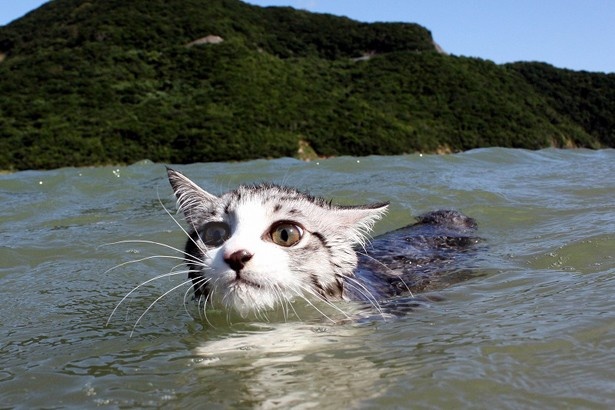 【写真を見る】日本を駆け回る「野良猫ヒーロー！ニャン吉」