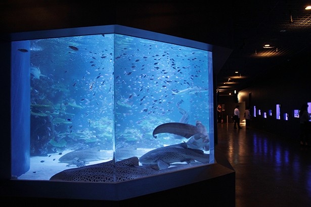 2階のアッパーフロアでは、水族館としての魅力が満載。サメや熱帯魚など、定期的にテーマを変更して企画展示を行う予定