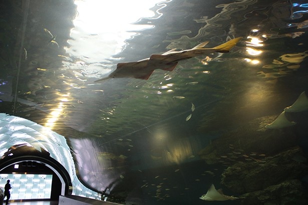 トンネル型の水槽、ウォーターチューブには、約10種類のエイを展示。たなびくように泳ぐ美しいエイの姿は必見