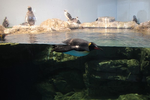 ワイルドストリートのペンギンたち。水中を泳ぐ姿も楽しめる