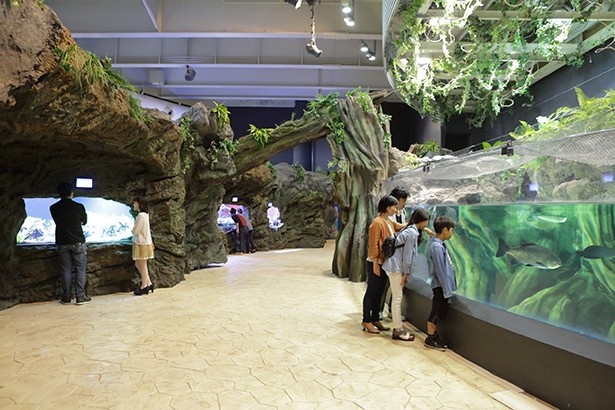 爬虫類や両生類などをメインに展示し、ジャングルシーンを凝縮したアクアジャングル。“生きた化石”ともいわれるピラルクも