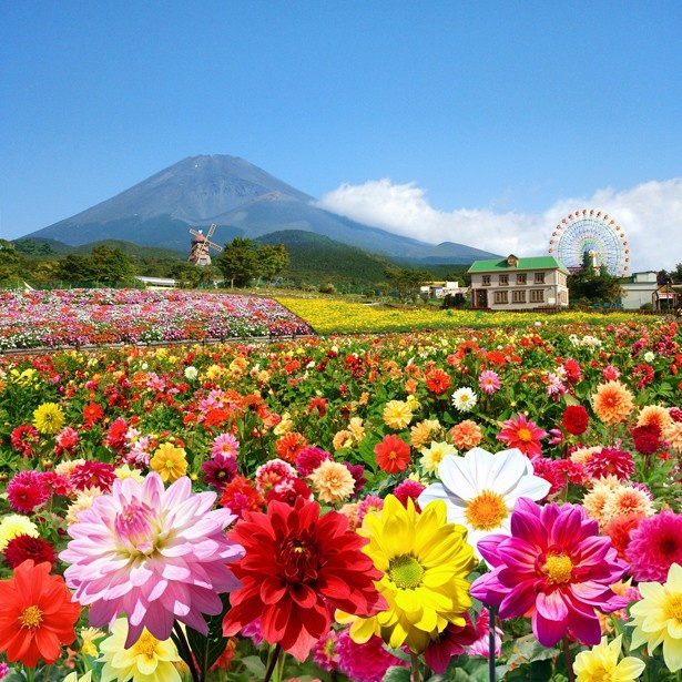 画像1 2 富士山麓を2万株のダリアの花が埋め尽くす ウォーカープラス