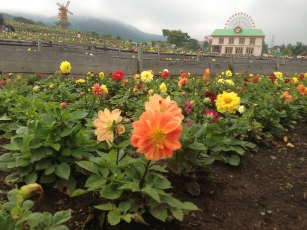 【写真を見る】9月に向けてこれからどんどん花が咲いていく
