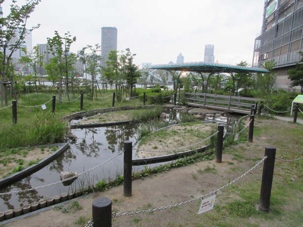 都会の中にひっそりとある小さな自然で水生生物を観察しよう