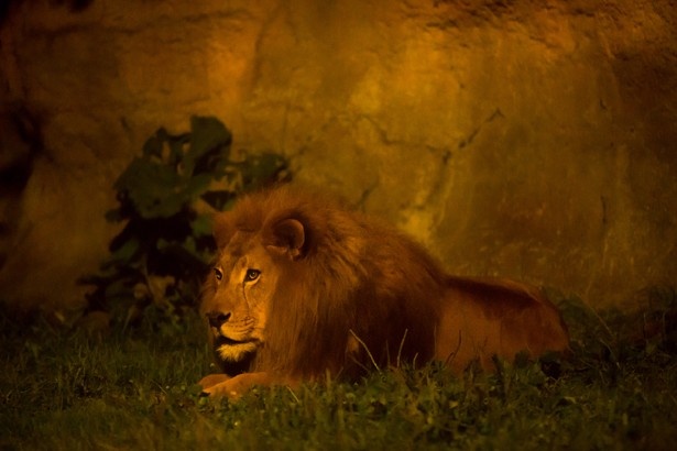 百獣の王、ライオンの夜の生態を観察