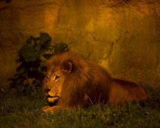 夏の夜の貴重な生態見学！旭山動物園の「夜の動物園」