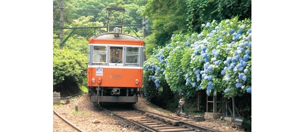 6/20(土）から運行・箱根「あじさい電車」の予約がスタート