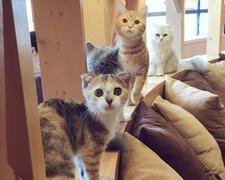 渋谷にオシャレなネコカフェがオープン