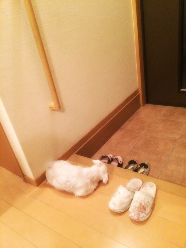 お留守番ばかりだと悲しいです