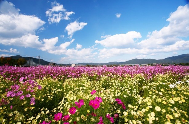 秋の花といえばコスモス。約100万本が咲く風景は圧倒的なスケールだ（和歌山・鷲ヶ峰コスモスパーク)