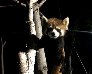 “夜の動物園”開幕！動物たちの知られざる姿を観察