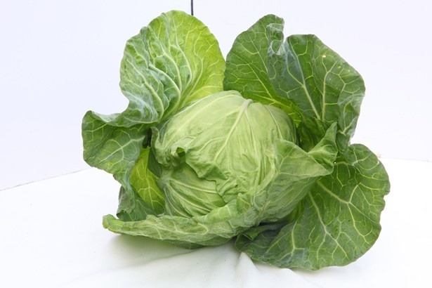 【写真を見る】ずっしりと重く身が詰まったキャベツ(時価)は、葉がしっかりとしており柔らかい。様々な料理に使えそうだ