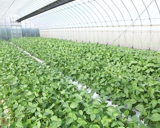 足立区の農場隣接直売所で採れたて野菜を買う