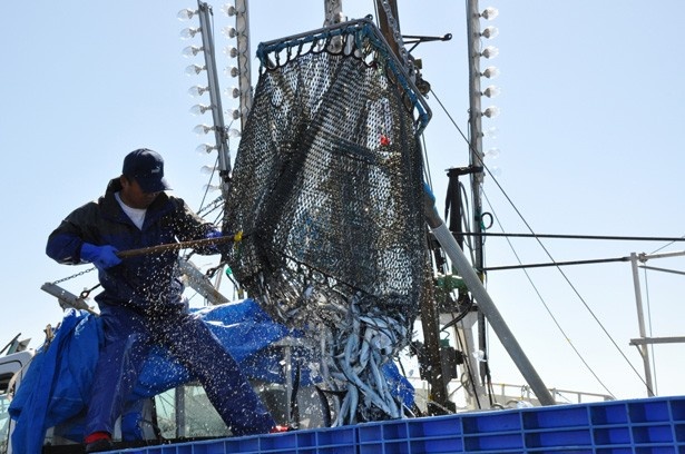 根室はサンマ水揚げ日本一。とれとれの新鮮サンマを味わおう