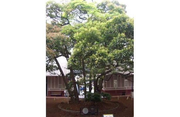 これが玉楠の木です！　ハマっ子なら一度は見ておくべし