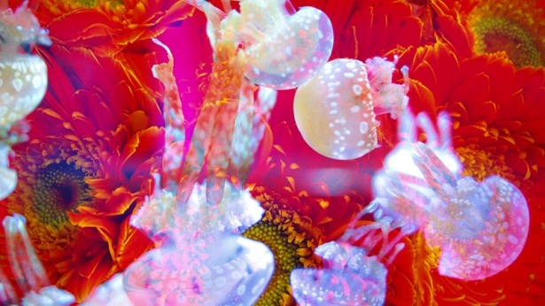 【写真を見る】 蜷川実花の極彩色の写真や動画の中、クラゲが幻想的に漂う(昼バージョン)