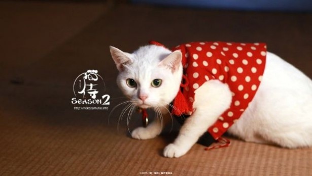 【写真を見る】「猫侍」のファンは要チェックだ！