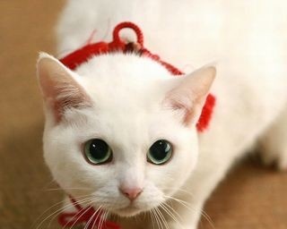 萌えるスター猫“あなご”の撮影会が原宿で開催！