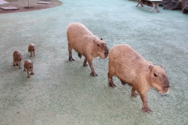 【写真を見る】暑さが和らぐ夕方に、カピバラ一家がそろって散歩するキュートな姿が見られる