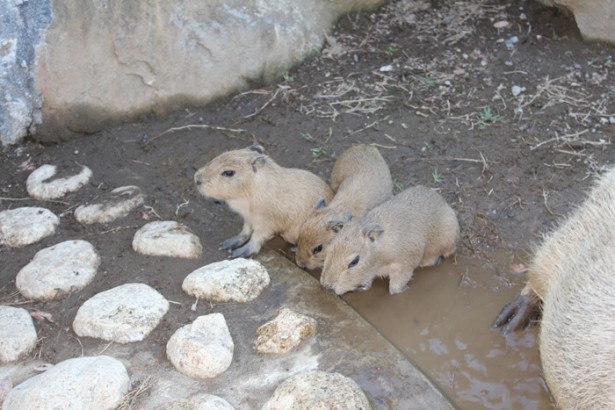 寄り添うカピバラの赤ちゃんたち