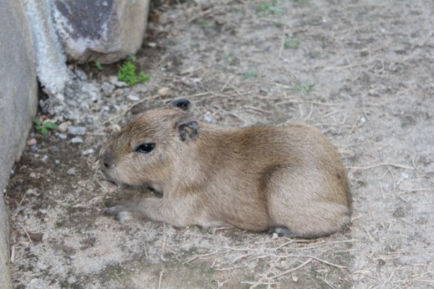 産まれたばかりの愛らしいカピバラの赤ちゃん