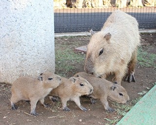 伊豆シャボテン公園でカピバラの赤ちゃんが3頭誕生！