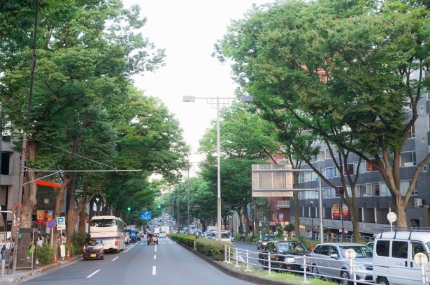 道路脇に背の高いケヤキが並ぶ表参道。明治神宮の参道として造られ、神宮鎮座の翌年となる1921年にケヤキが植樹された