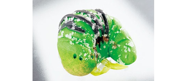 和菓子の「イモ虫ゴロゴロ4兄弟」220円
