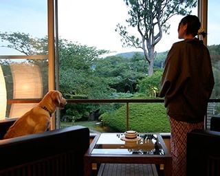 伊豆の高級旅館にワンダフルな犬専用温泉プールが登場