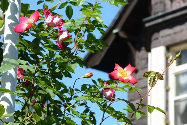 【写真を見る】元は陸奥宗光の邸宅だった洋館の近くにも花が咲いている