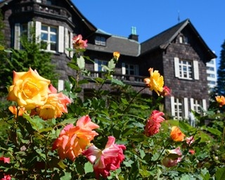 駒込の旧古河庭園で約90種のバラが満開に
