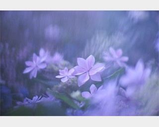 日本独特の感性“ボケ”を活かした品川の写真展とは?