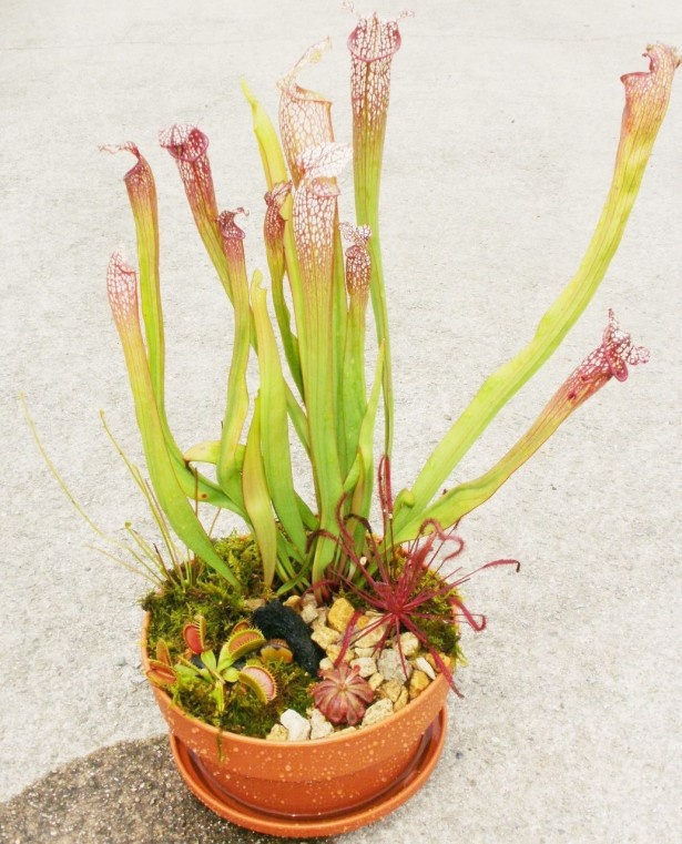 食虫植物の育て方と寄せ植えワークショップも展開