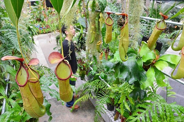 食虫植物のウツボカズラで作ったトンネルが登場