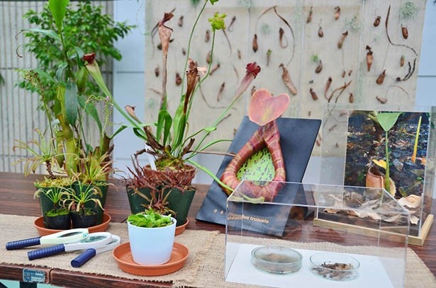 実物の食虫植物を触れる食虫植物Lab.コーナー