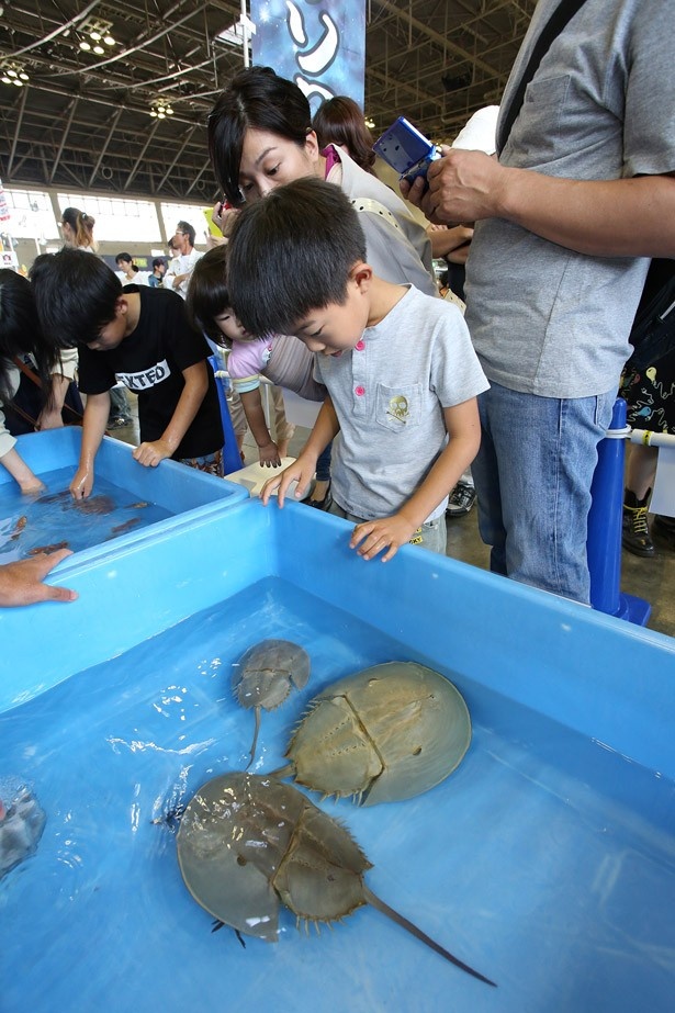 水生生物にスポットを当てた「体験アクアコーナー」