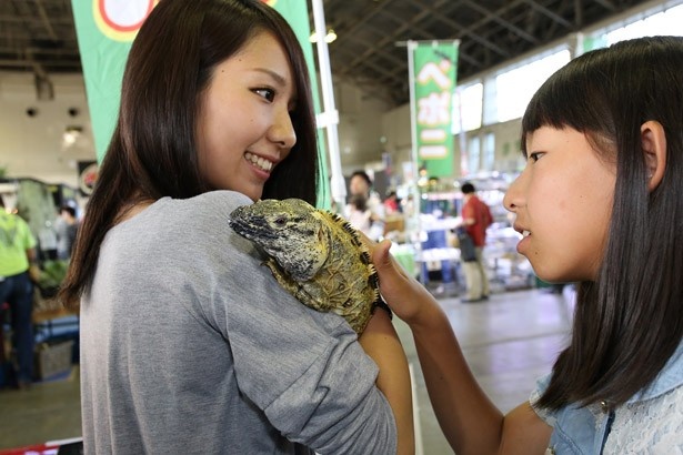 クロコダイルたこ焼き登場 爬虫類展が名古屋で開催 ウォーカープラス
