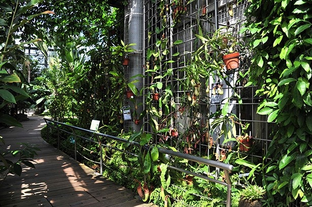 熱帯雨林植物室ではウツボカズラを自生に近い形で展示