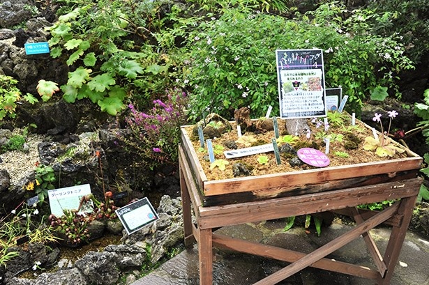 高山植物室にも食虫植物が多数展示されている