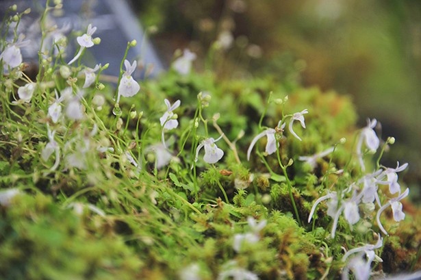高山植物室に展示されているウサギの顔のようなウサギゴケ