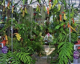 シルバーウィークにピッタリの大人な食虫植物展