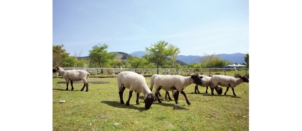 中津川ふれあい牧場ではヒツジを中心とした200頭以上を飼育