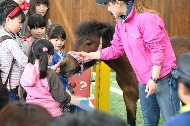 ショーの後にはポニーとのふれあいタイムも。かわいらしく人なつこいポニーとはすぐに仲良くなれるはず