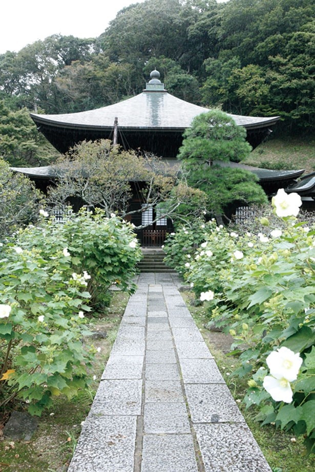 “花の寺”としても名高い瑞泉寺。9月中旬から11月上旬までは秋明菊、12月上旬からスイセンが咲く