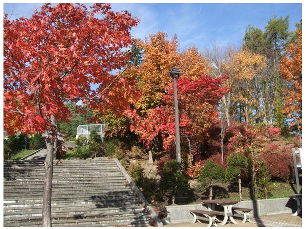 岩見沢SA上下線から見える紅葉は10月初旬から中旬が見頃時期となる
