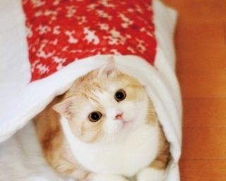 お布団が恋しくなる季節！“猫用の和布団”が新登場