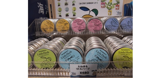 【開国博通信Vol.32】育つおみやげ、たねまるの”種”を発見！