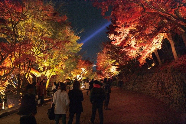 清水寺のライトアップは、観音慈悲光と呼ばれる青いレーザービームが美しい